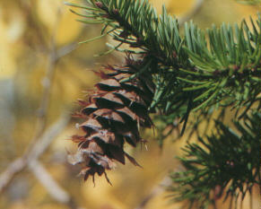 Pine cone with fresh pitch.