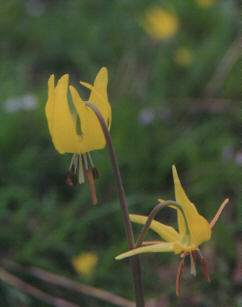 Yellow fawn lily