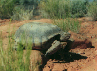 Mojave tortoise, out for a morning stroll
