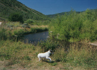 Jackie plays along East Canyon Creek.