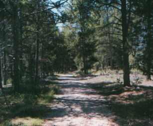 Looking through the ponderosa pines along the trail.