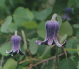 Bell-shaped blossoms of Old Man's Beard